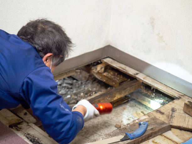 Best Certified Mold Removal  in Greenville, MI