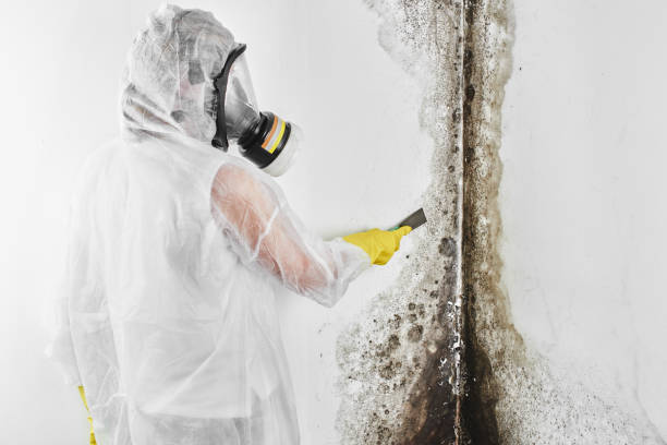 Reliable Greenville, MI Mold Removal Solutions