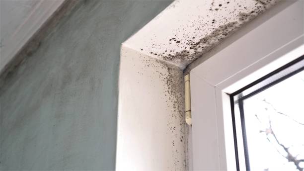  Greenville, MI Mold Removal Pros