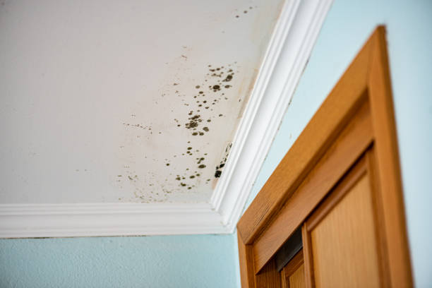Best Attic Mold Removal  in Greenville, MI