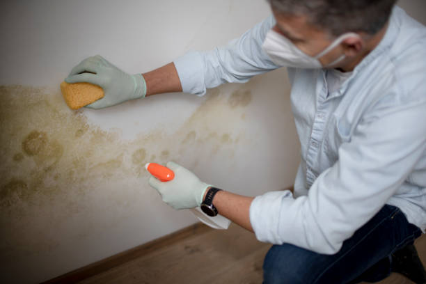 Best Commercial Mold Removal  in Greenville, MI