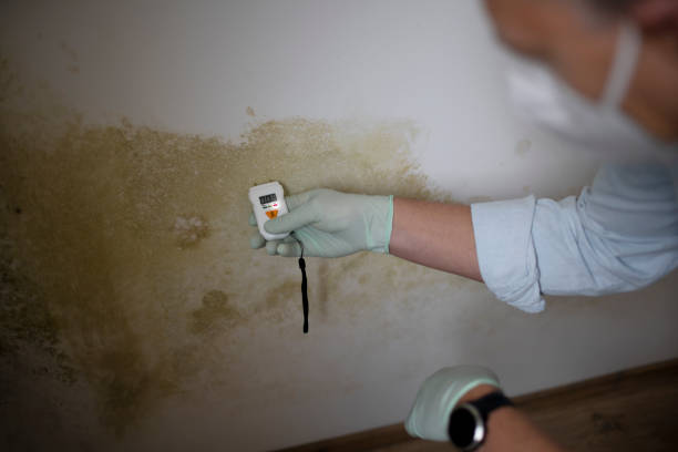 Best Mold Testing  in Greenville, MI
