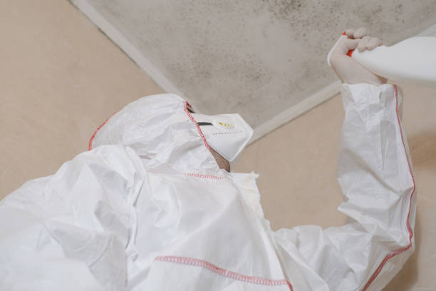 Best Local Mold Removal Service  in Greenville, MI