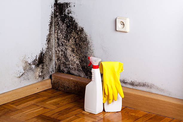 Home Mold Removal in Greenville, MI