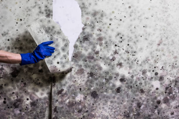 Mold Removal Process in Greenville, MI