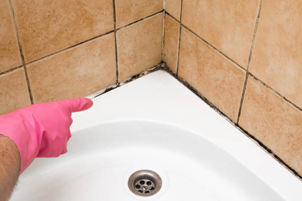Best Mold Removal Process  in Greenville, MI